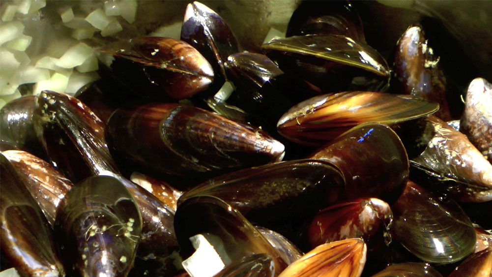 Mussels  in White Wine